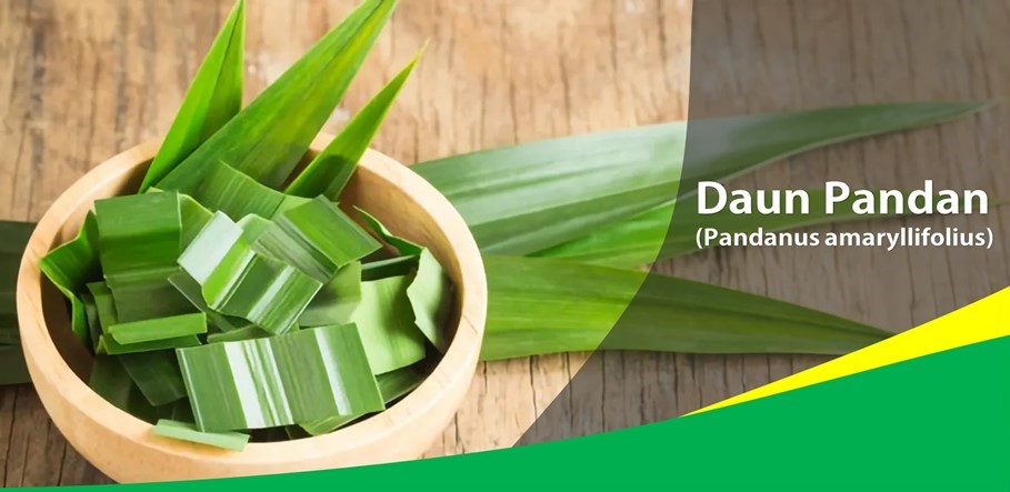 Daun Pandan Obati Lemah Saraf